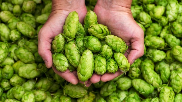 Two hands hold fresh green hop cones above a pile of similar hops.