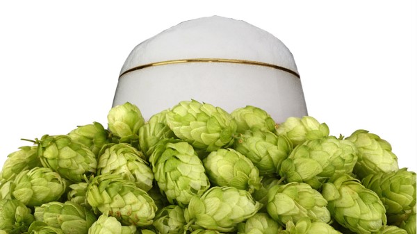A white ceramic container protrudes from a pile of green hop cones.