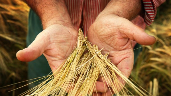 A man holds a handful of ears of grain in his hands.