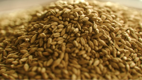 A large pile of uncooked barley grains in close-up.