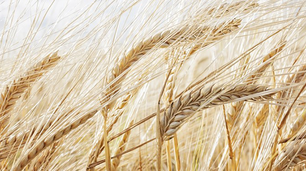 Ripe wheat ears sway in the wind in a field.