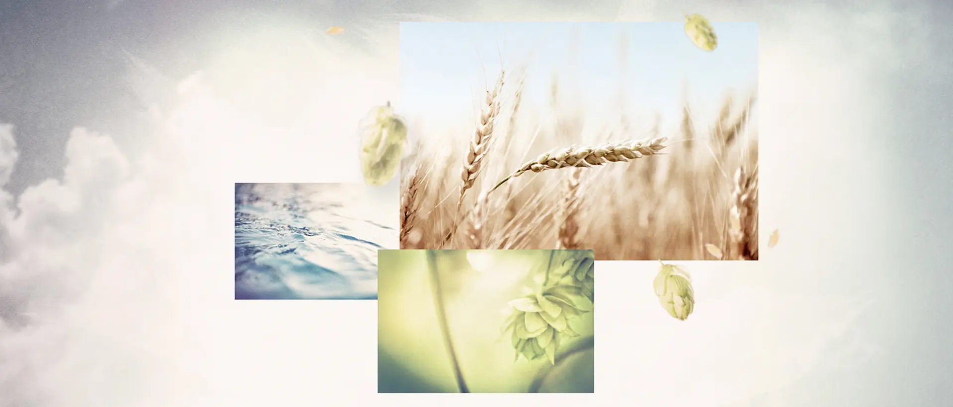Close up images of grain, water and hops arranged in a layered composition against a bright background.
