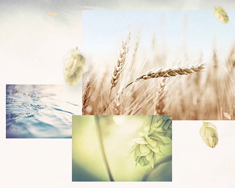 Close up images of grain, water and hops arranged in a layered composition against a bright background.