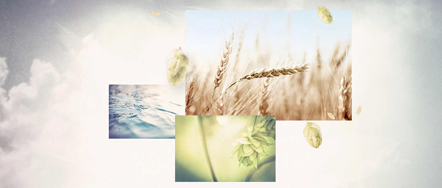 Close up images of grain, water and hops arranged in a layered composition against a bright background.